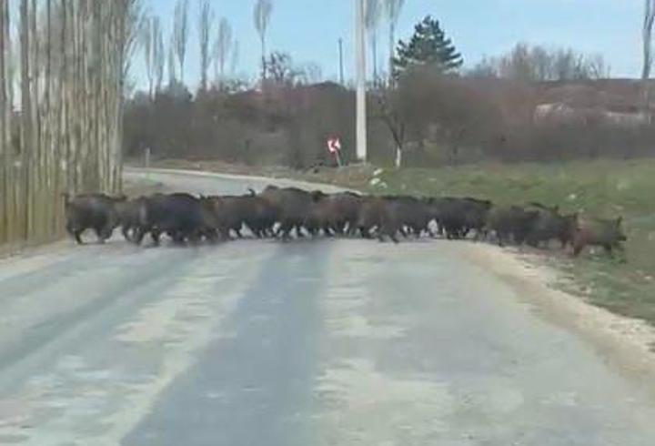 Tarlada gezen domuz sürüsü kamerada