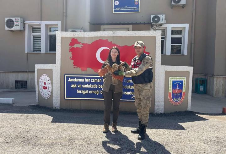 Kilis’te yaralı kızıl şahin bulundu