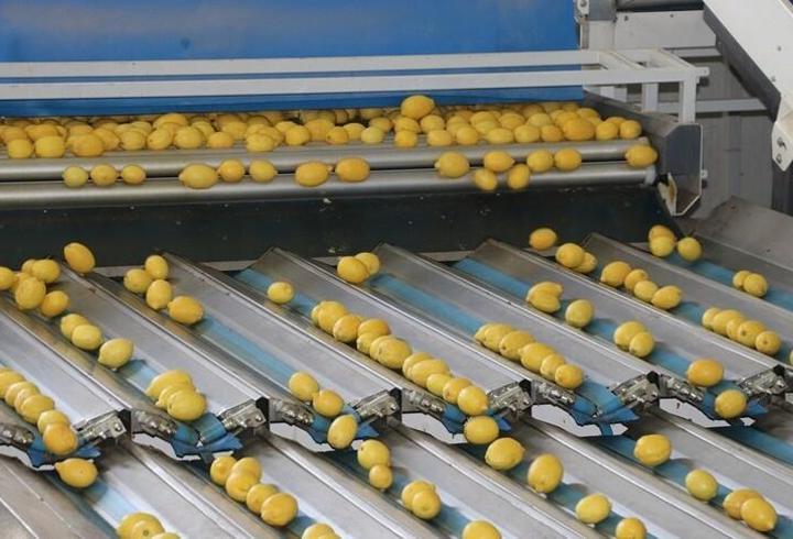 Türkiye’nin yaş meyve ve sebze ihracatı 1,3 milyar doları aştı