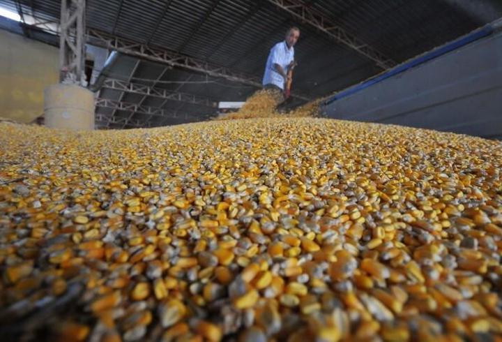 Mısır ithalatına 3 milyon tonluk kota: Fiyatları dengelemek için yeni adım