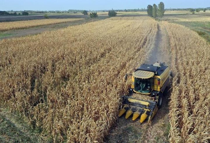 Hububatta rekor beklentisi: Yağışlar 38 yılın zirvesinde