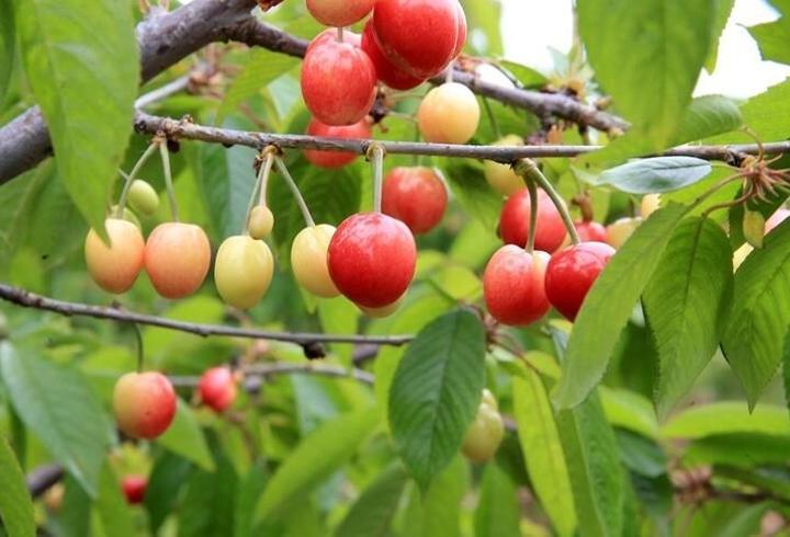 Cumhurbaşkanı Yardımcısı Cevdet Yılmaz, Antalya Diplomasi Forumu dışında NATO Liderler Zirvesi, BM İklim Değişikliği Konferansı (COP31) ve Türk Devletleri Teşkilatı 13. Zirvesi'nin de bu yıl Türkiye'de düzenleneceğini hatırlatarak, Türkiye'nin 2026'da tam bir zirveler yılı yaşadığını söyledi.
1