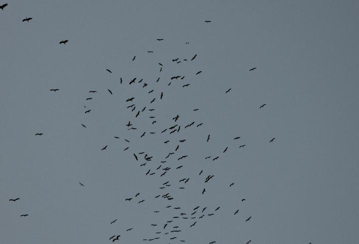 Hatay’da leylek göçü devam ediyor