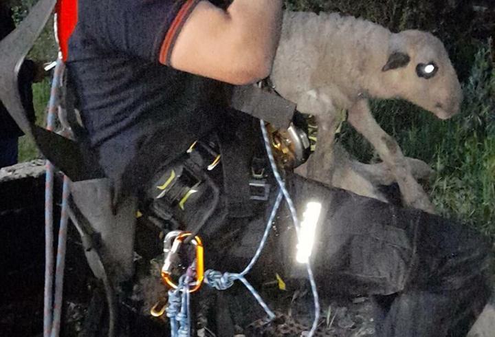 Kuyuya düşen kuzuyu itfaiye kurtardı