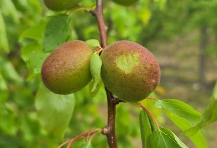 Hatay’da etkili olan dolu, tarım arazilerine zarar verdi