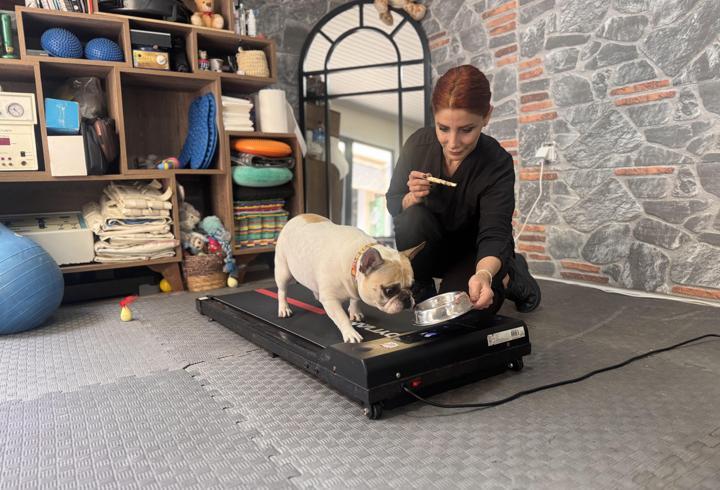 Obez köpek 'Ori' pilatesle zayıflıyor
