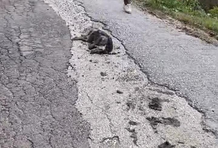 Hatay’da 5 günde 25 köpek zehirlenerek öldü