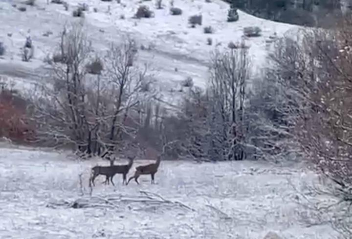 Erzincan Refahiye'de kızılgeyikler görüntülendi