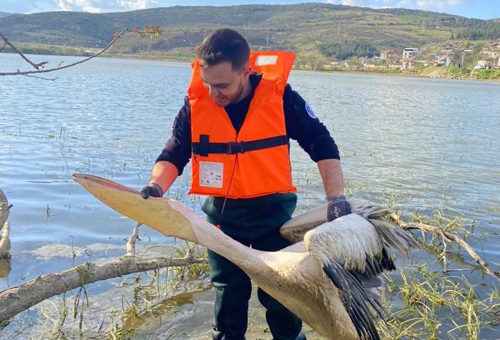 Barajda bitkilerin arasında mahsur kalan yaralı pelikanı itfaiyeciler kurtardı