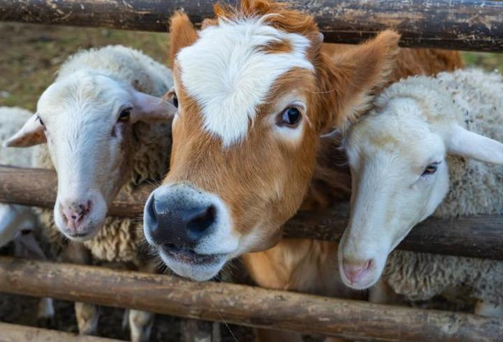 SON DAKİKA | Vekalet yoluyla kurban kesim bedelleri belirlendi