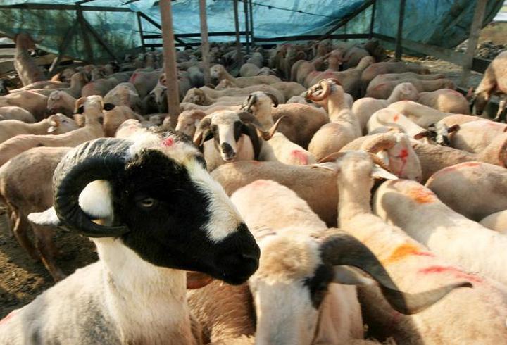 VEKALET YOLUYLA KURBAN KESİM BEDELİ 2026: Diyanet yurt içi ve yurt dışı kurban kesim bedeli ne kadar? Vekalet kurban kaç TL oldu?