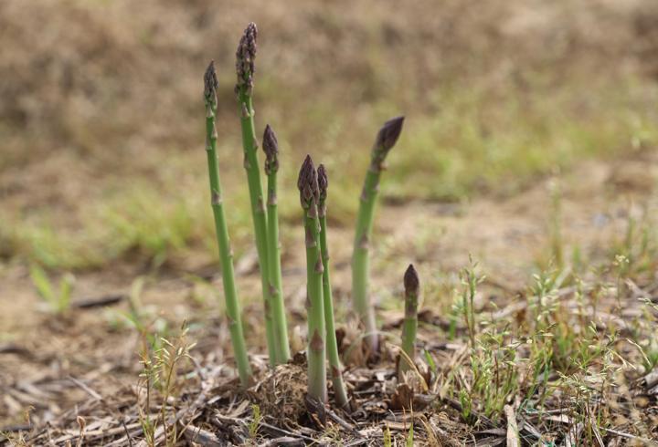 'Kuşkonmaz üretiminde İzmir'i birinci sıraya çıkarmak için gayret göstereceğiz'