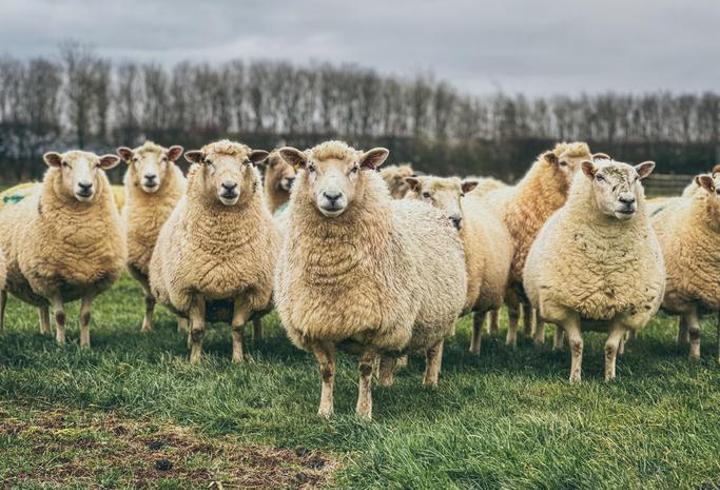TİGEM 600 küçükbaş hayvan satışı için ihaleye çıkıyor