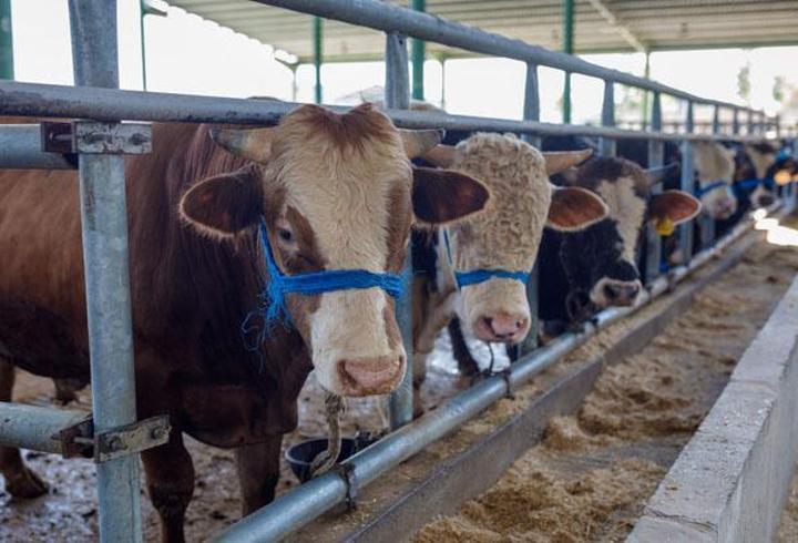Kurban satış yerlerinde randevu sistemi