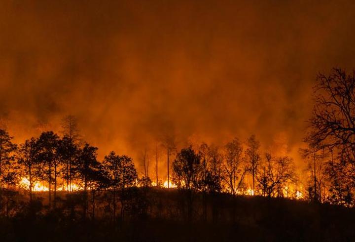 Japonya alevlere teslim! 1000 hektar orman yok oldu