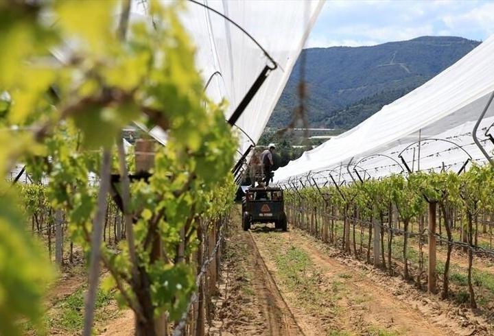 Manisa’da üzüm üreticileri dolu tülü ile ürünlerini koruyor
