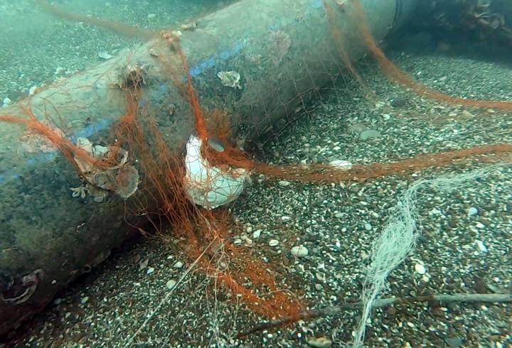 Temizlenen 'hayalet ağlar' ile 1,5 milyon deniz canlısı kurtarıldı