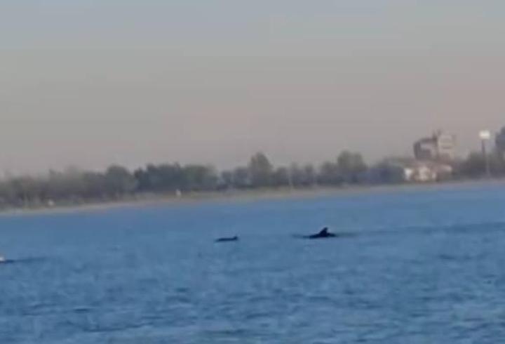 Küçükçekmece Sahili'nde yunuslar görüntülendi