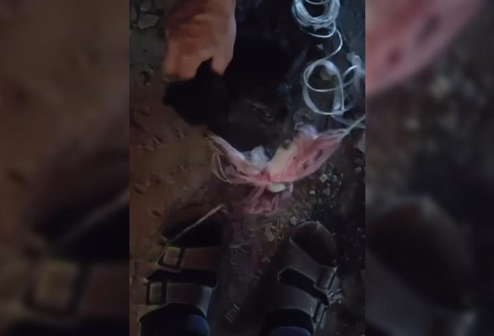 Baca deliğine düşen yavru kediyi, itfaiye ekipleri kurtardı