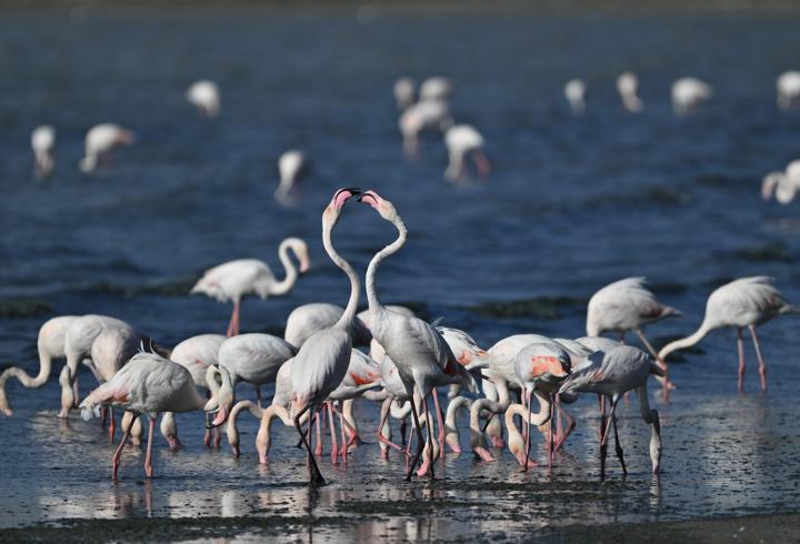 Van'da jandarma, flamingolar için 7/24 denetimde