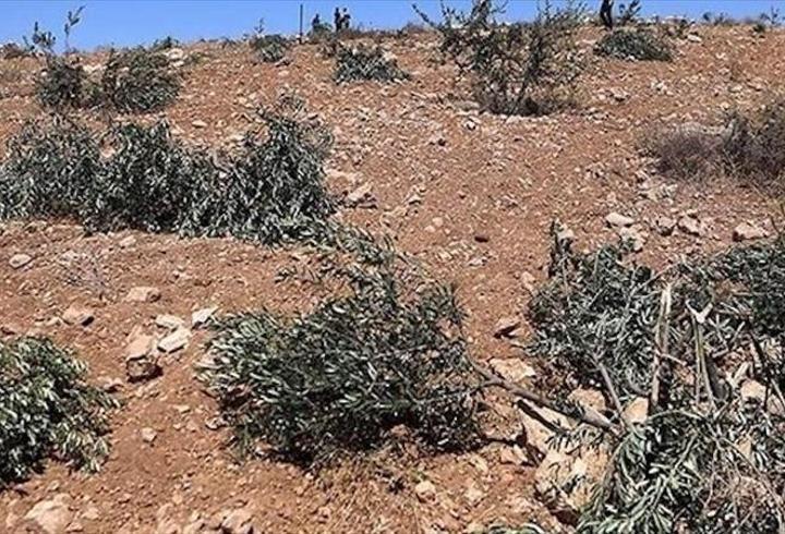 Ramallah'ta zeytinliklere saldırı: Buldozerle gelip, 200 ağacı söktüler!