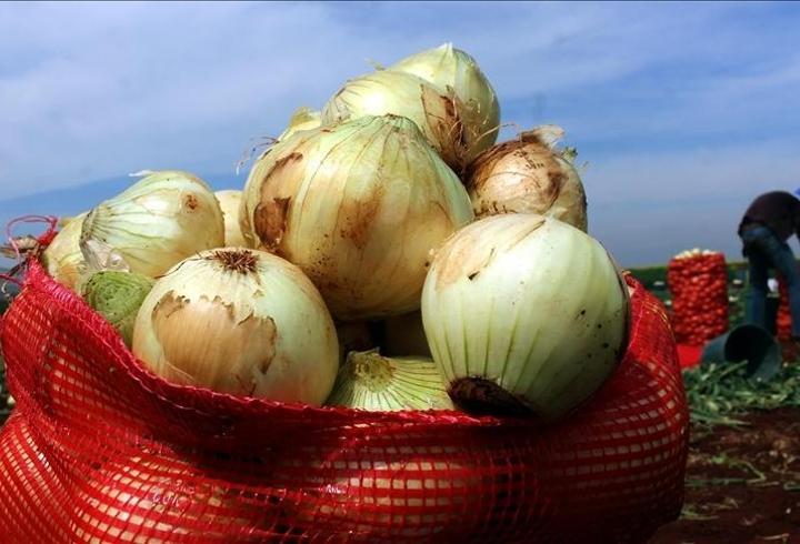 Kuru soğan ihracatı 15 kat arttı