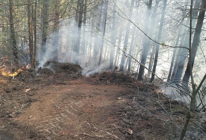 Aydın'da 7 dekar orman yandı