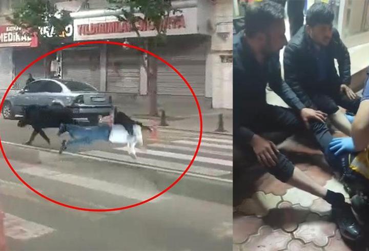 Batman merkeze inen yaban domuzu, 3 kişiyi yaraladı