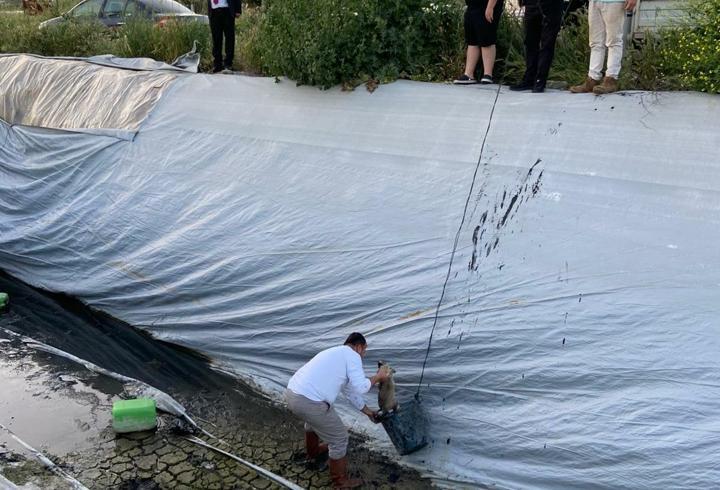 Aydın’da çilek sulama havuzuna düşen 5 yavru köpek kurtarıldı