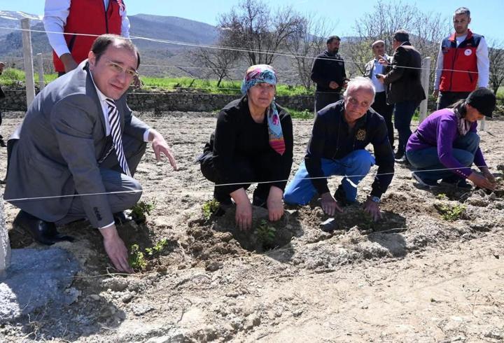 Üreticilere böğürtlen fidesi