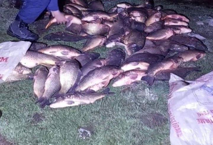 Kaçak avcıların attığı ağlara takılı balıklar göle bırakıldı