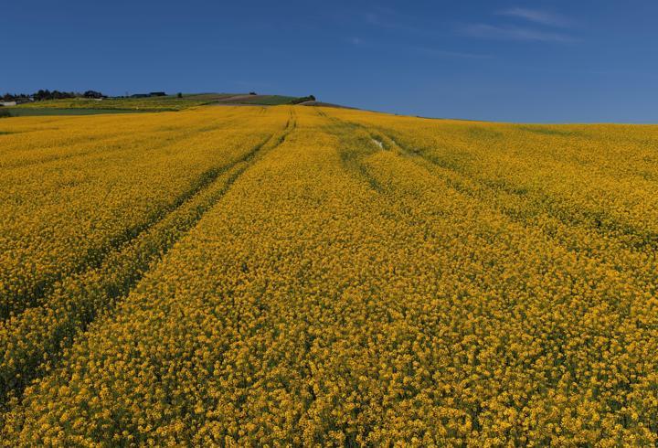 İstanbul'da sarıya bürünen kanola tarlaları havadan görüntülendi