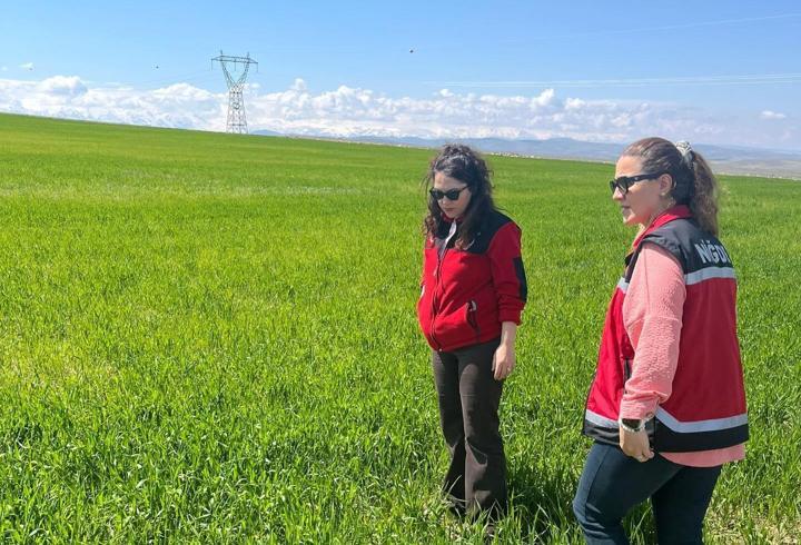 Bor’da bitki sağlığı kontrolleri sürüyor