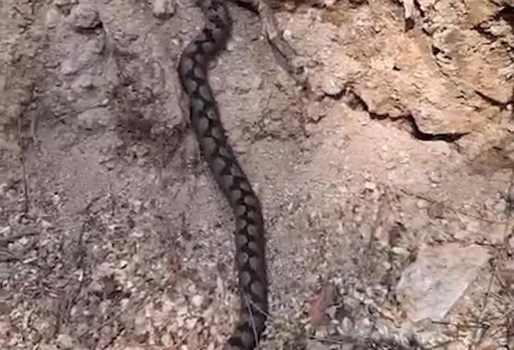 Nesli tükenme tehlikesindeki Kafkas burunlu engerek görüntülendi