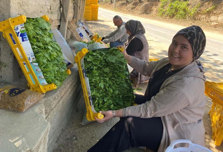 Alaşehir'de asma yaprağı üreticiye can suyu oldu