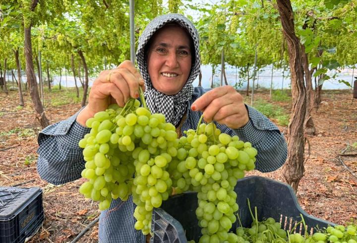 Mersin'de ilk hasadı yapılan üzüm, kilosu 600 TL’ye ihraç edildi