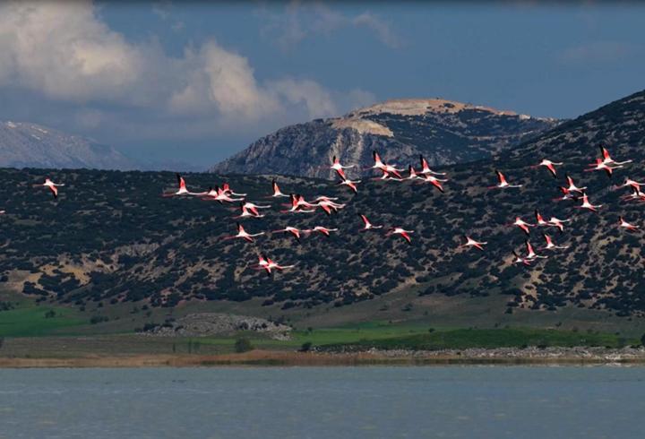 Yarışlı Gölü'ndeki flamingolar hayran bıraktı