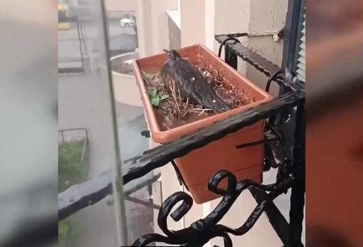 Duygulandıran anlar! Doluya rağmen yumurtalarını korudu