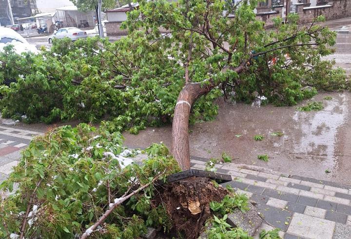Karın ağırlığına dayanamayan ağaçlar devrildi