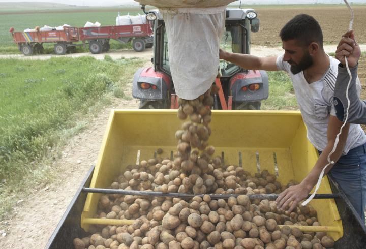 Niğde'de patates ekim sezonu başladı