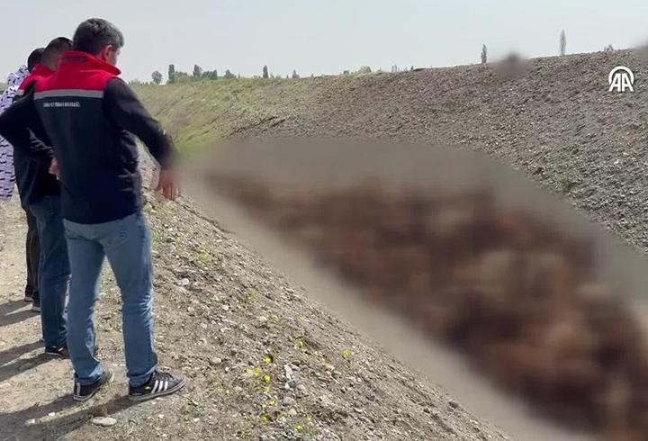 Koyun sürüsünde "arı" izdihamı