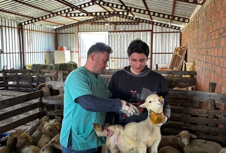 Edirne'de küçükbaş hayvanların küpeleme ve aşılama çalışmaları devam ediyor