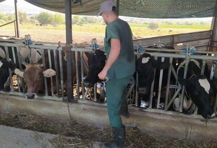 Aydın’da şap hastalığı: 17 mahallede karantina tedbirleri alındı