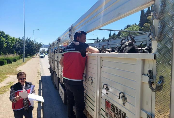 Hayvan nakil araçlarına sıkı denetim
