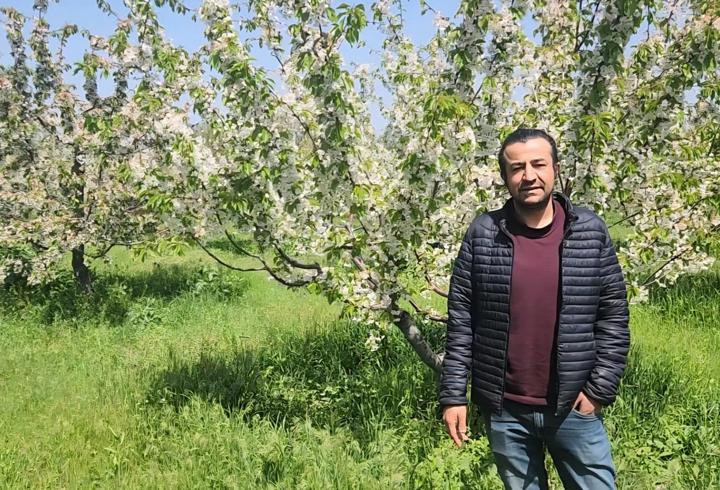 Kirazda don riski atlatıldı, rekolte beklentisi yükseldi