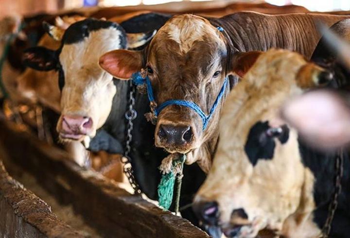 SON DAKİKA HABERİ: İstanbul'a kurbanlık hayvan girişleri başladı