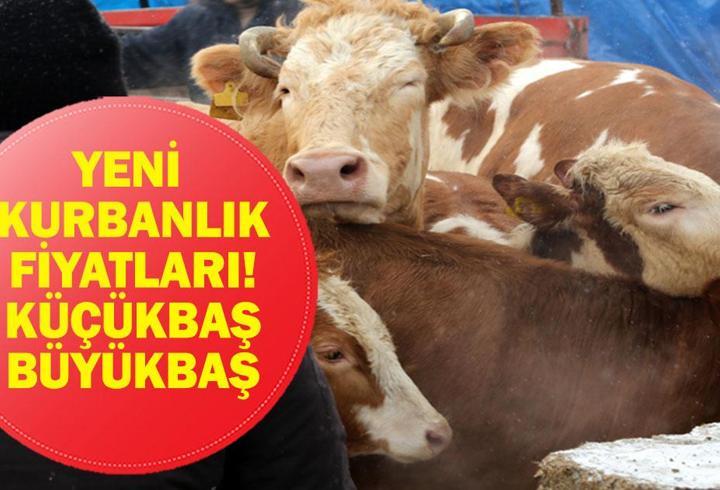YENİ KURBANLIK FİYATLARI 2026: Büyükbaş Küçükbaş Kurbanlık ve Hisse Fiyatları Ne? Bu Yıl Kurbanlıklar Ne Kadar?