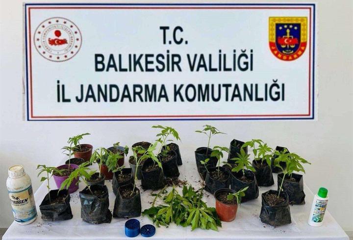 Erdek'te jandarma, 32 kök kenevir ele geçirdi