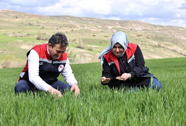 Yağışlar nedeniyle tarımda 'sarı pas' alarmı