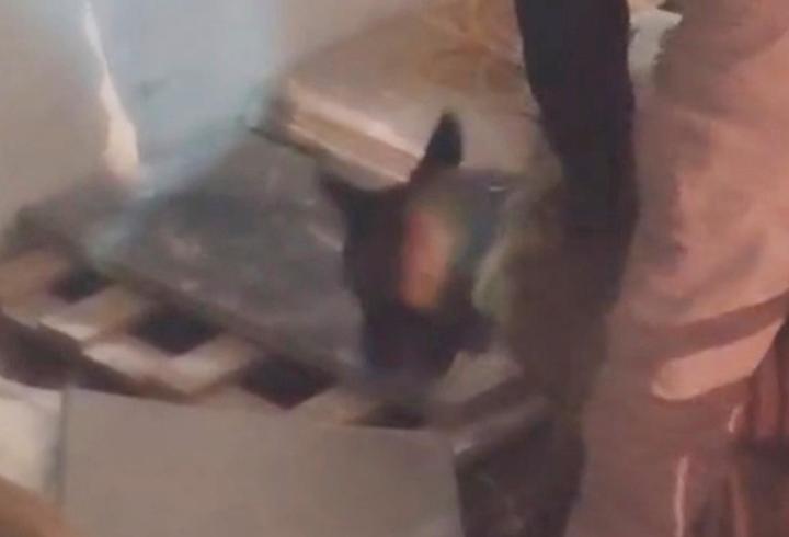 İş yerindeki uyuşturucuyu narkotik köpeği 'Zeus' buldu